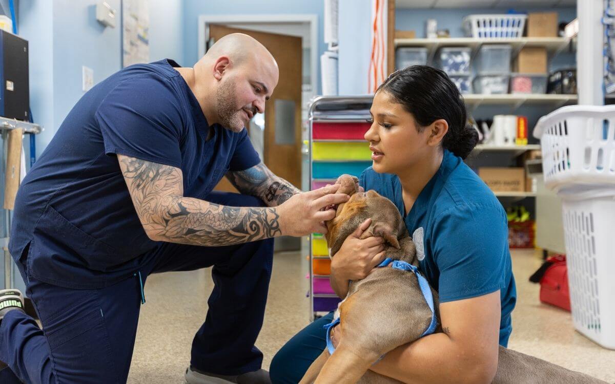 a vet checking dog
