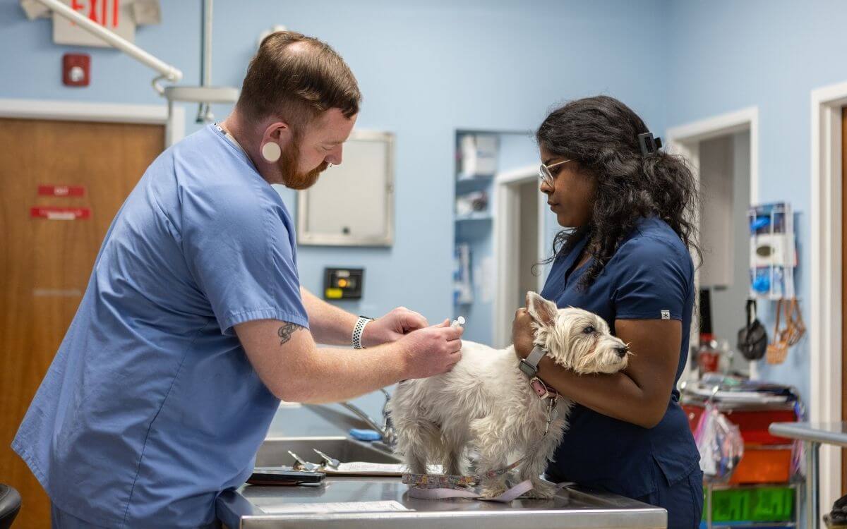 two vets checking a dog.