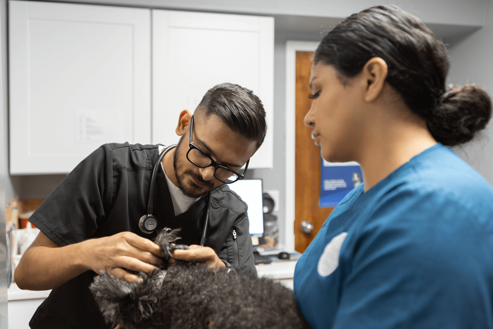Vet examining a dog held by staff