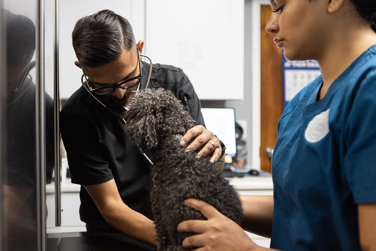 Vet examining a dog held by staff