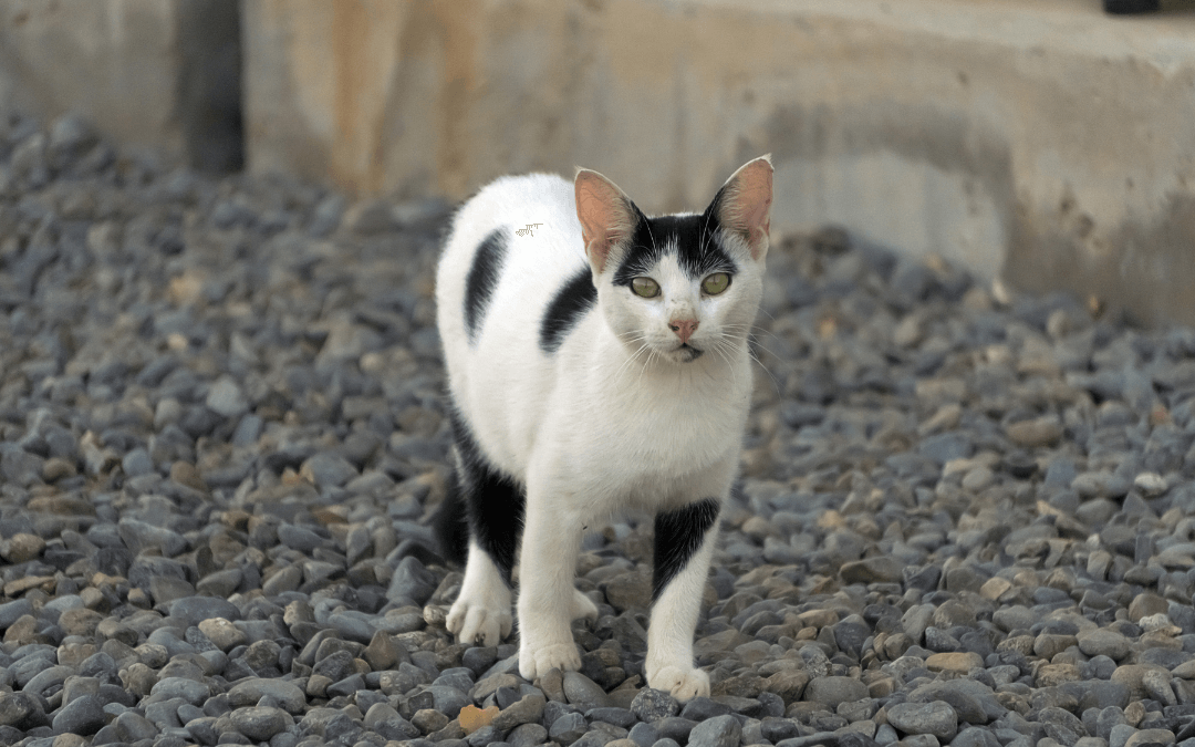 Cat standing on gravel