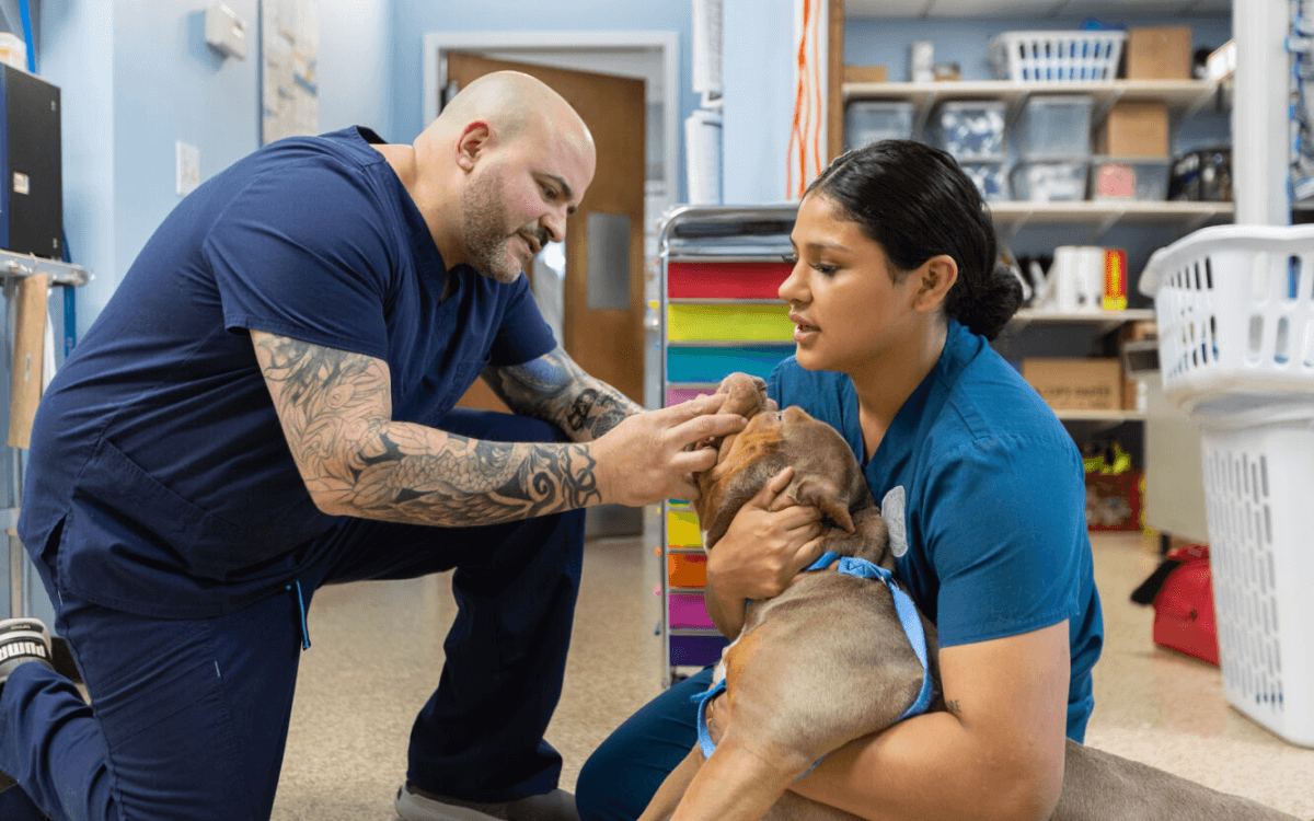 Veterinarian examining puppy held by staff