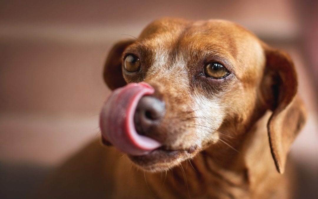 Dog licking its face