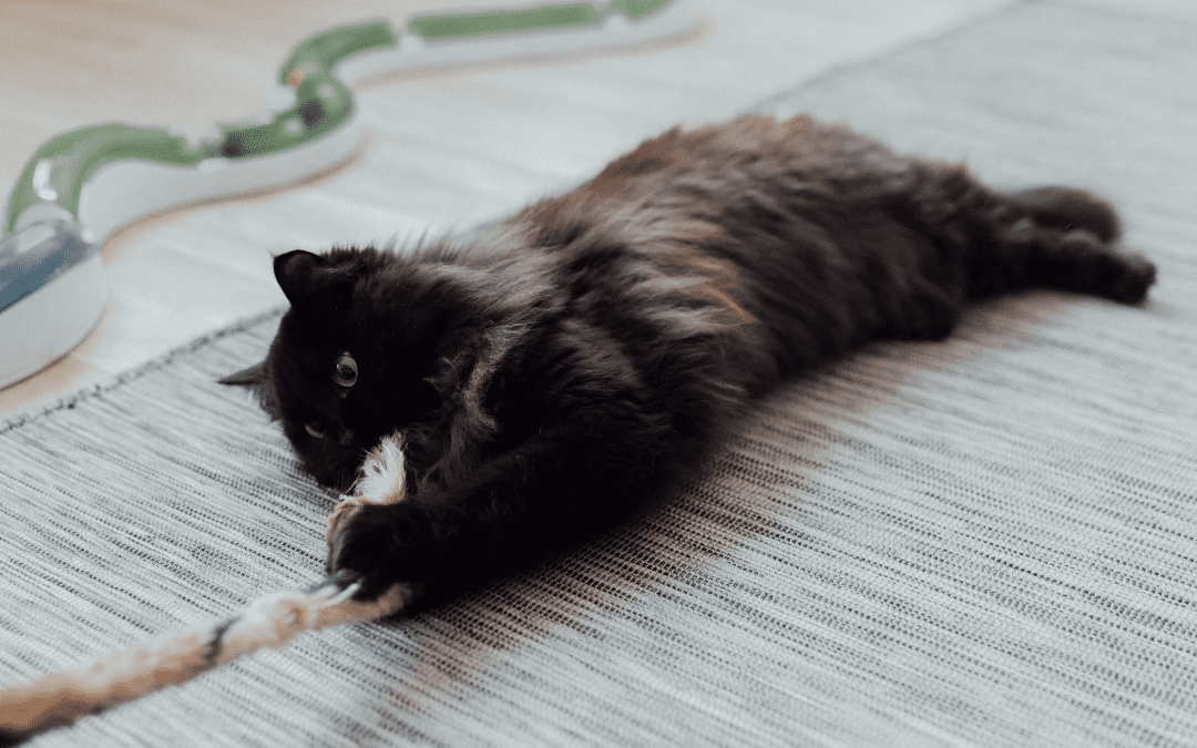 Cat lying on a rug with a rope