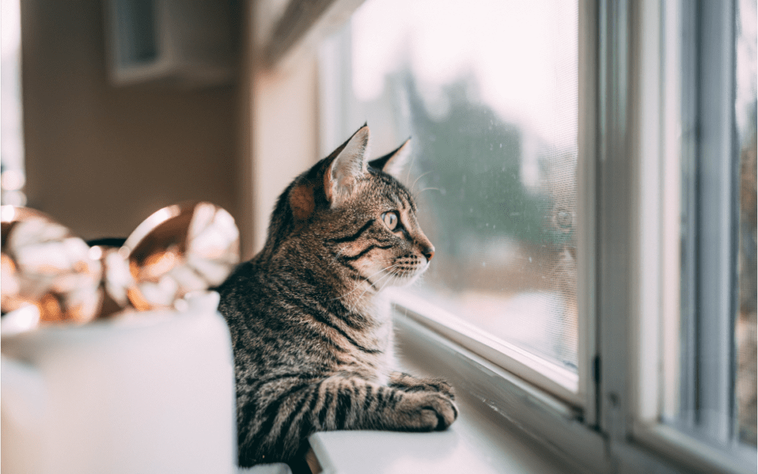 Cat sitting near window