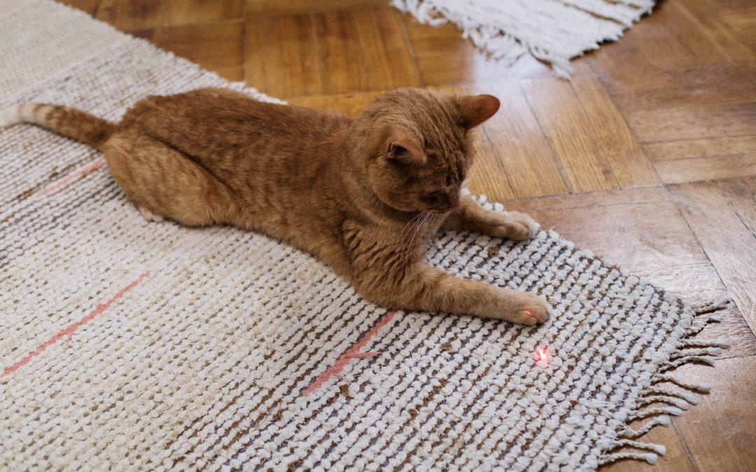 Orange cat playing with a laser