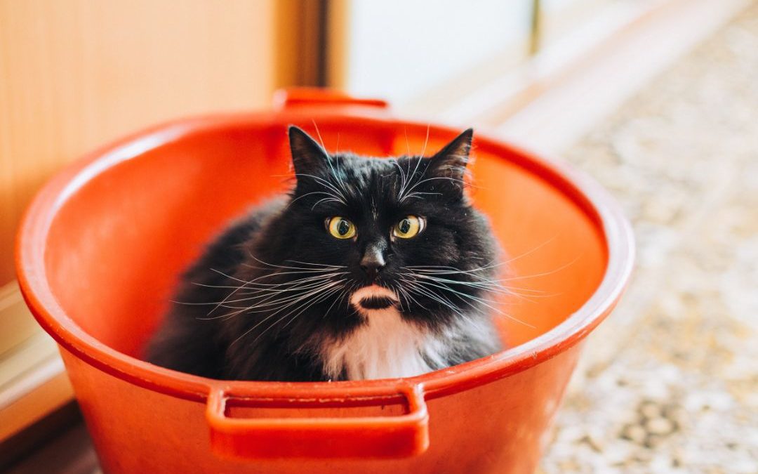 Cat sitting in a red basket