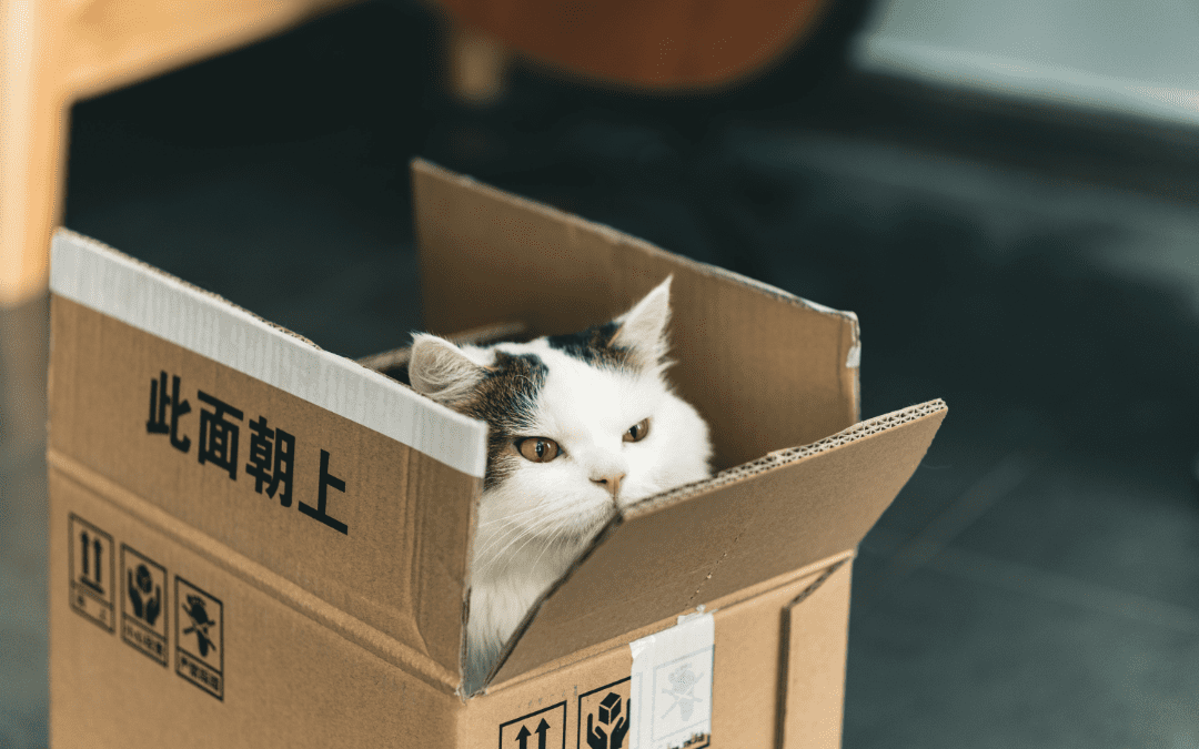 Cat inside a box