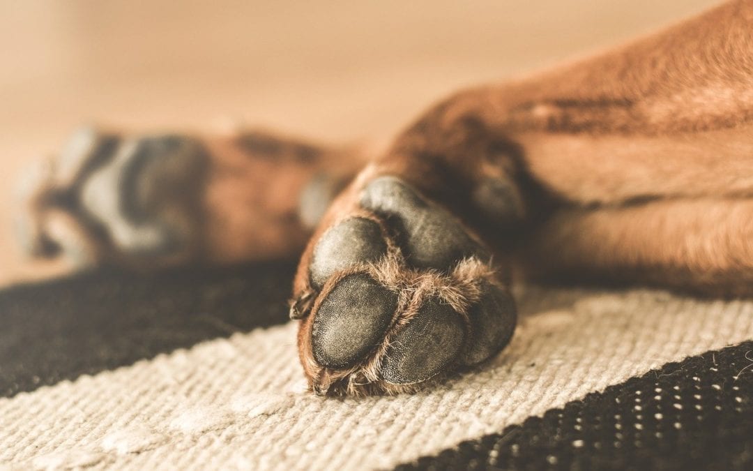A close up of a dog's paw