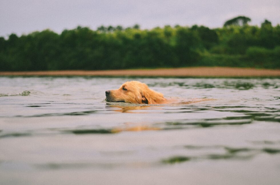Golden Retriever swimming in a lake