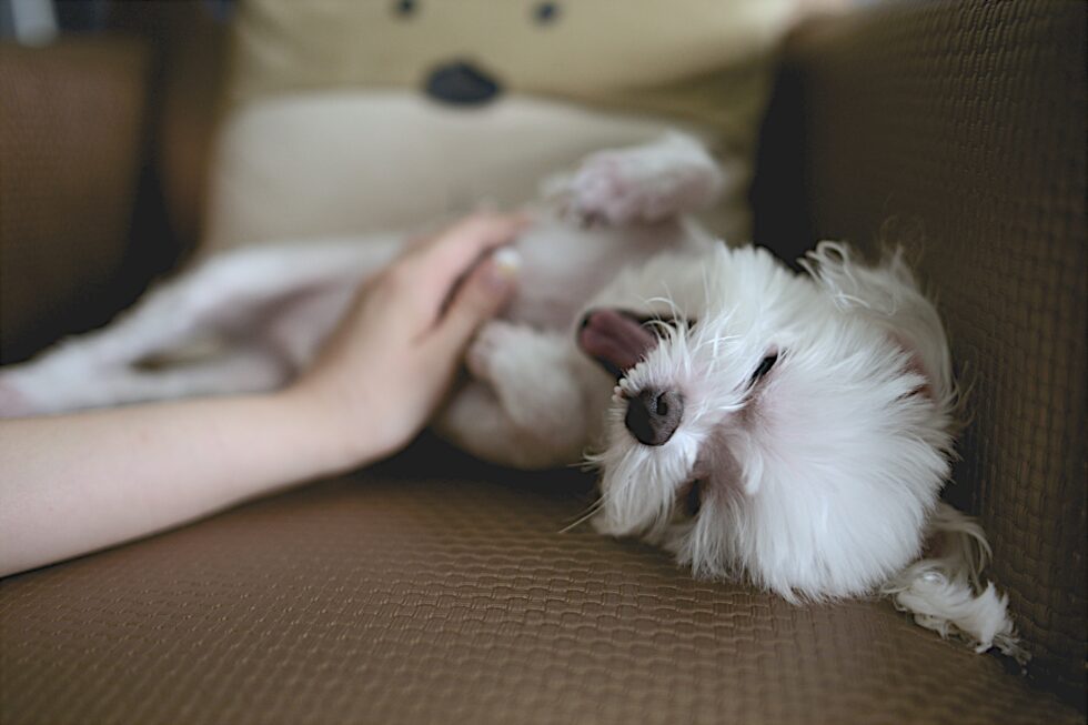 Small white dog lying on back being pet