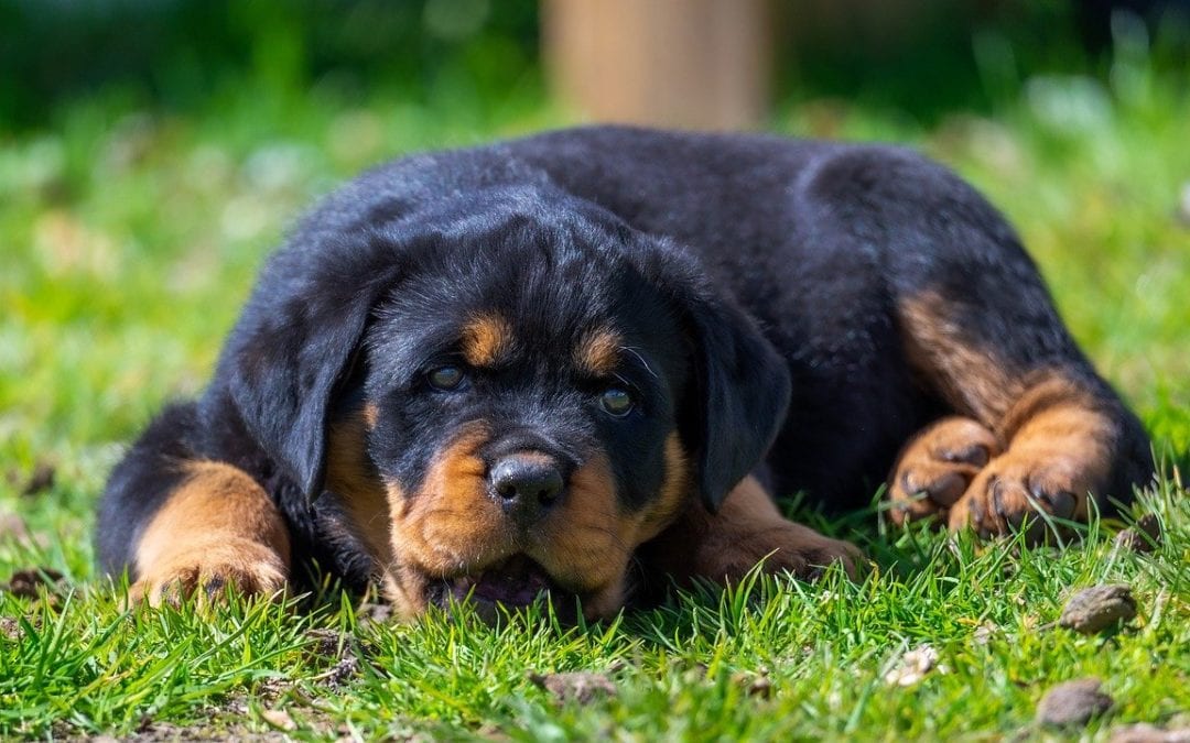 Dog laying over grass