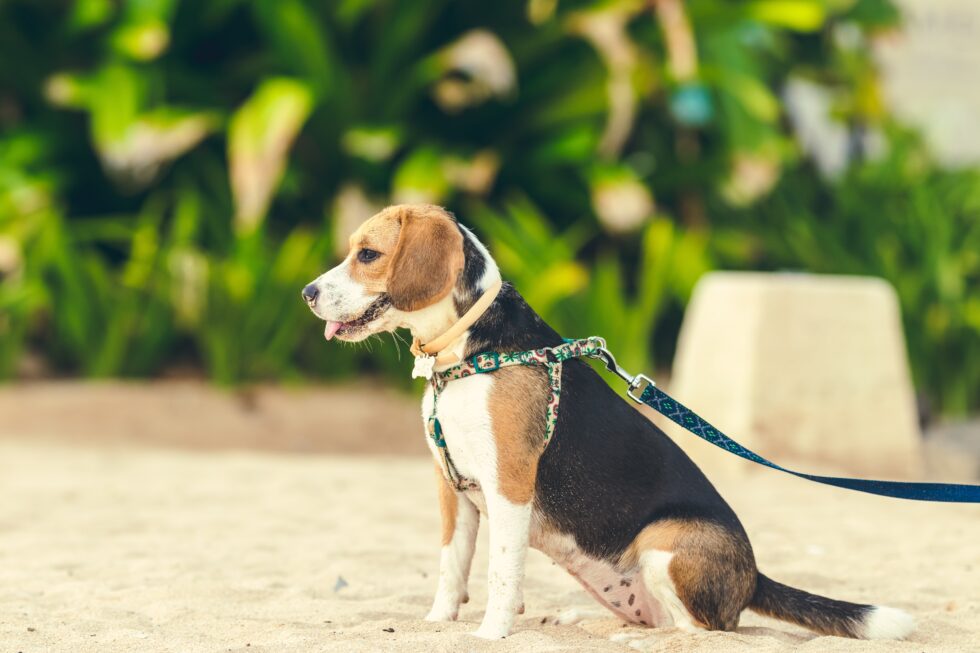Beagle on a leash sitting in the sand