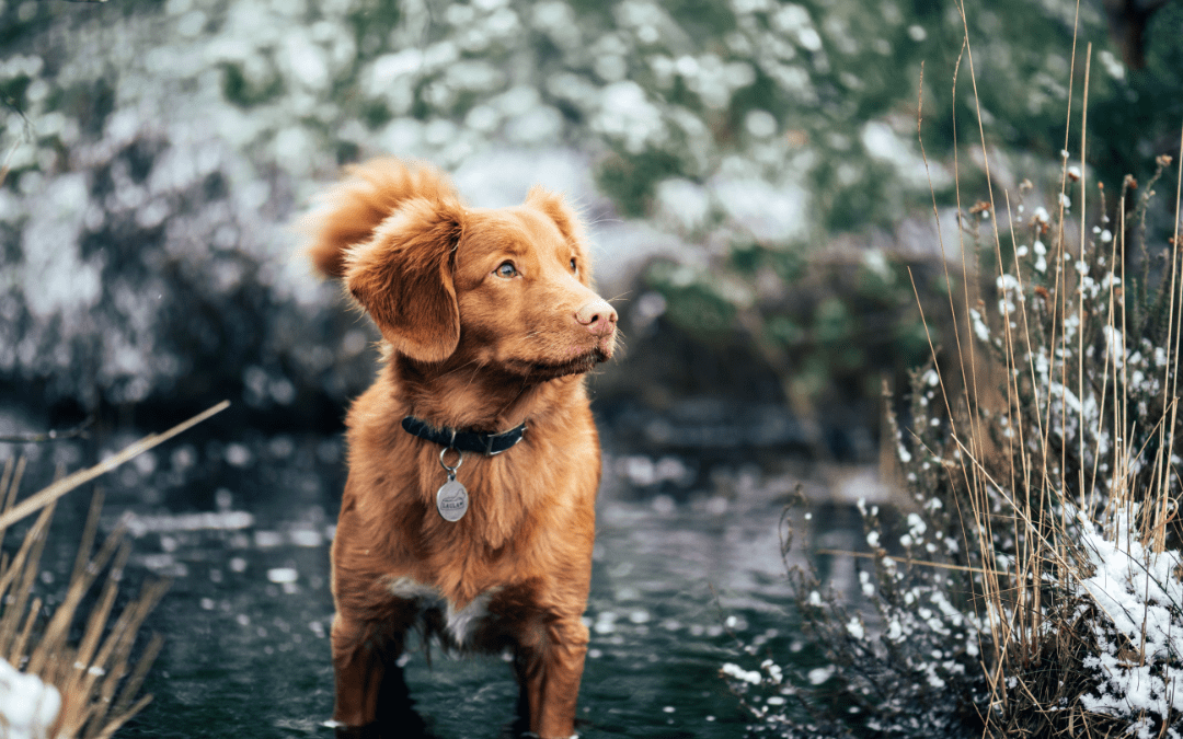 a dog standing in water