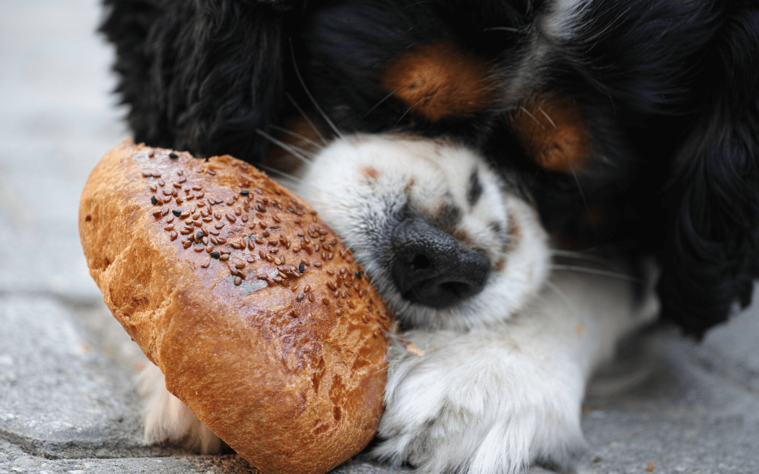 dog eating bun