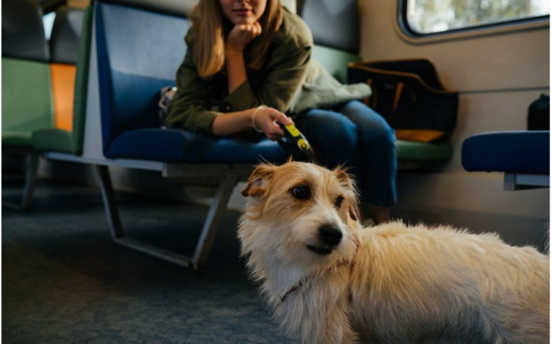 Dog traveling with owner