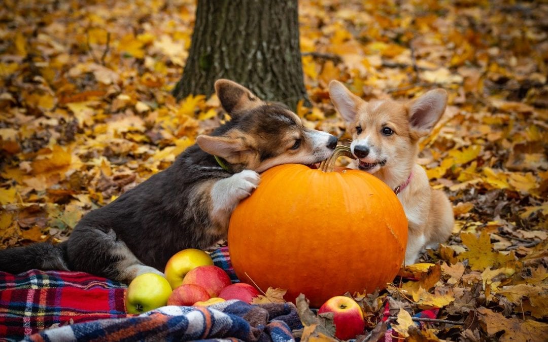 two dogs lying next to a pumpkin