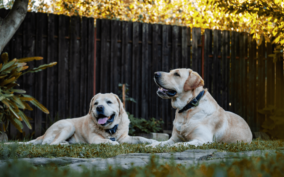 Two dogs lying on the grass