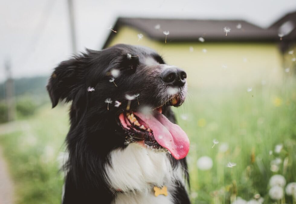 Dandelion seeds floating by a border collie