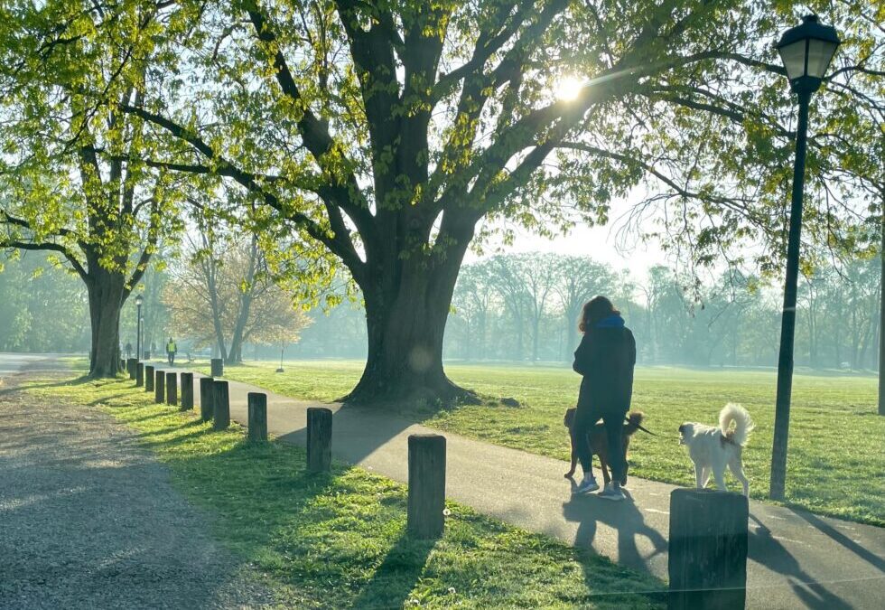 Owner walking dogs in an empty park