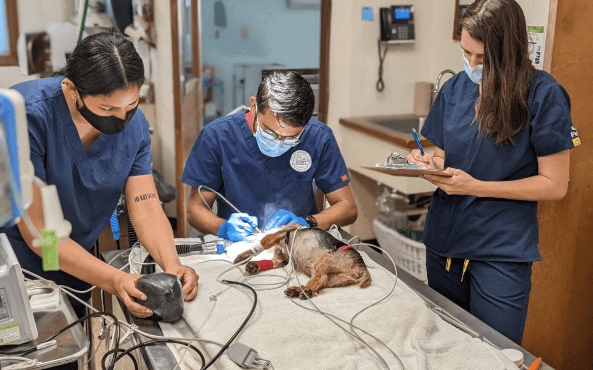 Vets performing dog surgery