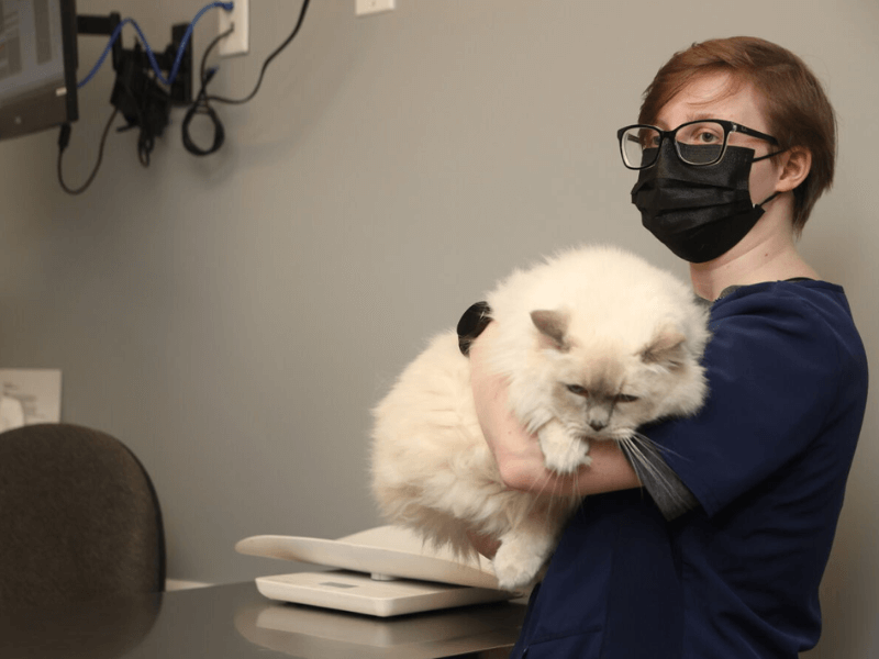 Vet staff holding a cat