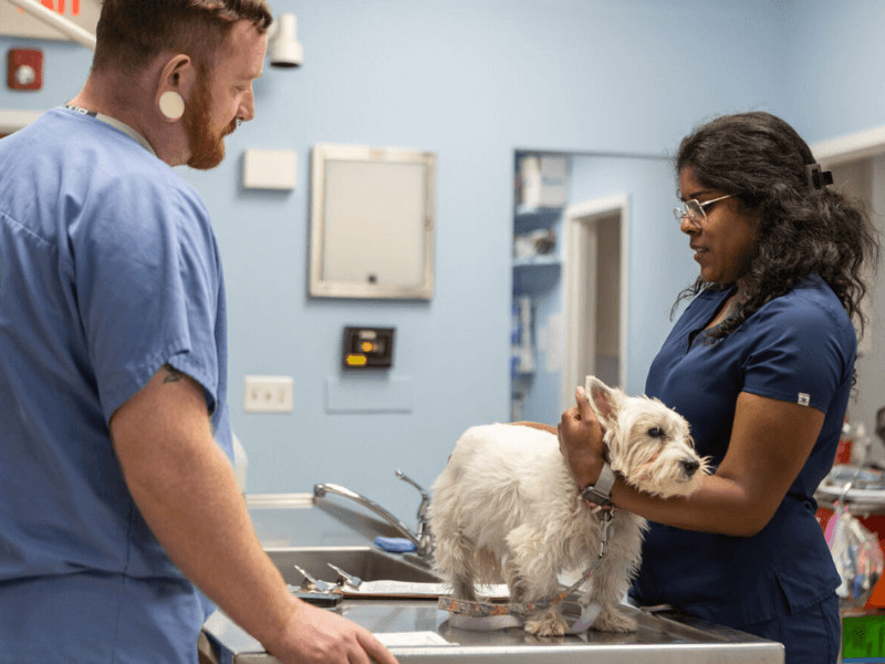 Veterinary staffs preparing dog for vaccination