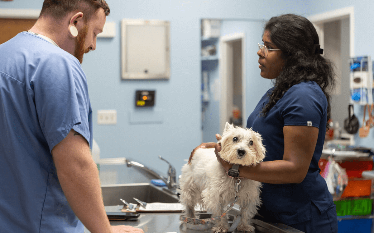 Veterinary staffs preparing dog for vaccination