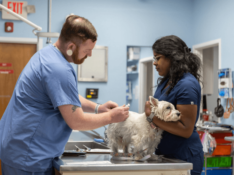 Veterinary staff doing vaccination for dog