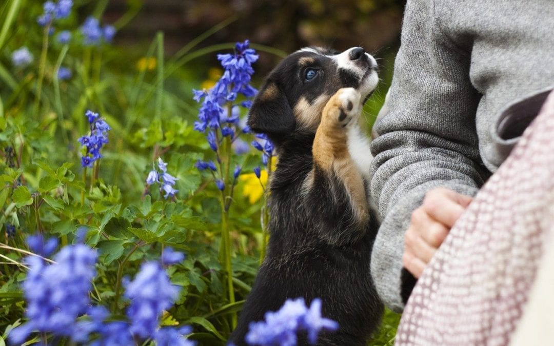 Puppy with owner in garden