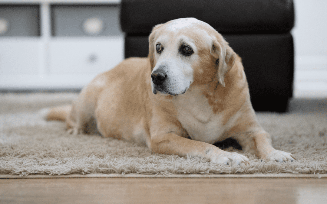 Old Labrador Retriever laying on a carpet