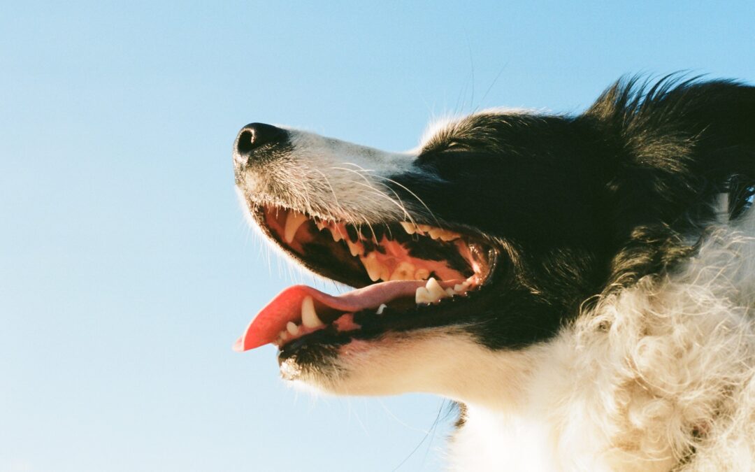 Radiant Grins, Tail-Wagging Joy: Navigating Canine Dental Well-Being