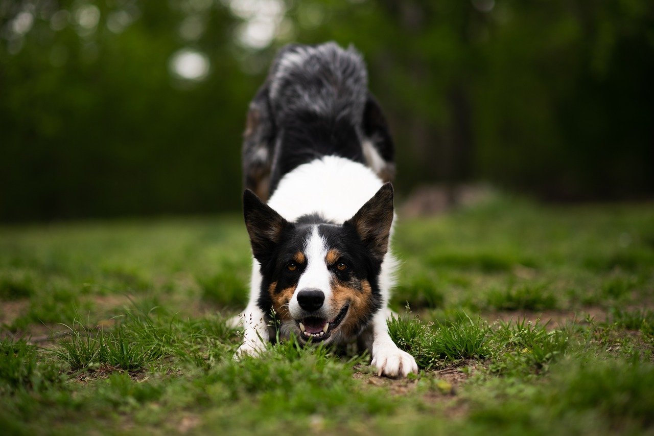 Shephard dog doing downward dog in grass